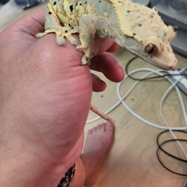 달마시안 익스트림할리퀸 할리퀸
