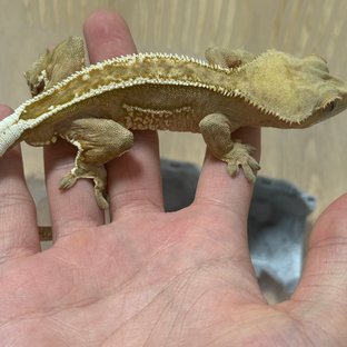 100%헷아잔틱 풀핀 쿼드