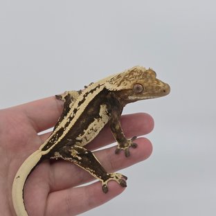 슈퍼스트라이프 엠티백