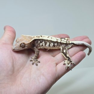 트라이 카푸치노