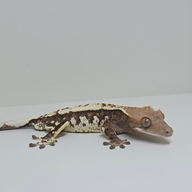 트라이 카푸치노