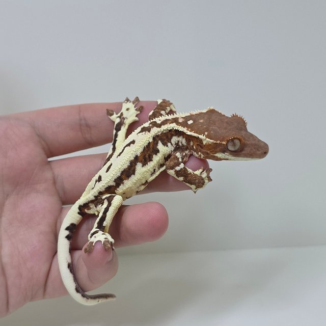 레드 프라푸치노