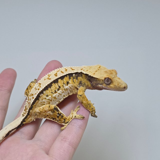 트라이 핀스트라이프 쿼드