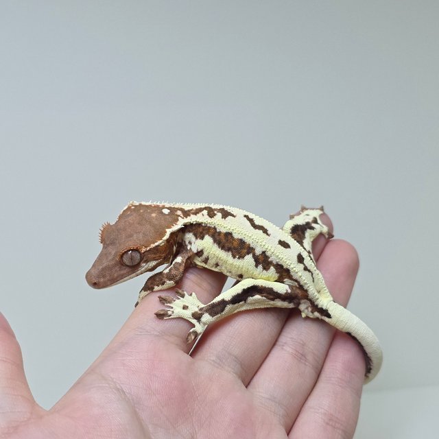 레드 프라푸치노