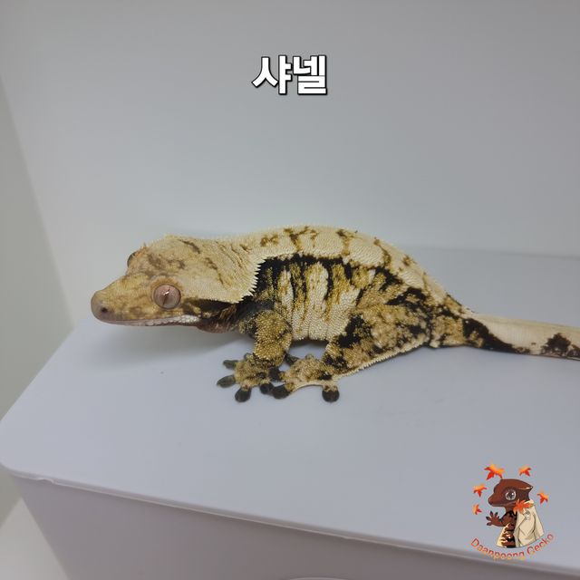 트라이 익스트림할리퀸