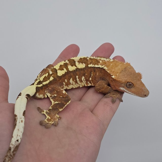 트라이 카푸치노