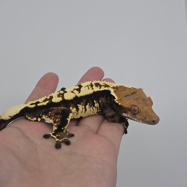 트라이 카푸치노