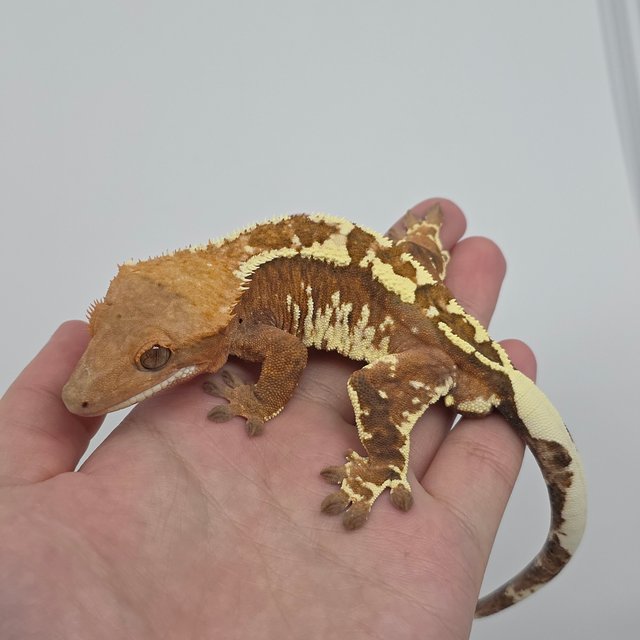 트라이 카푸치노