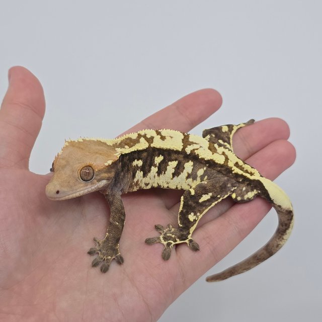 트라이 카푸치노