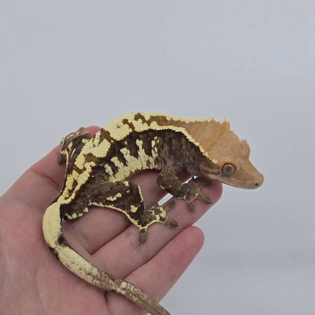 트라이 카푸치노