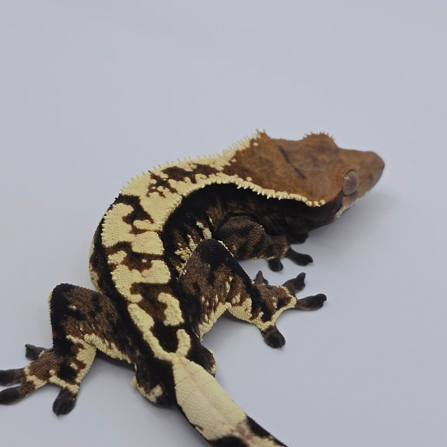 트라이 카푸치노