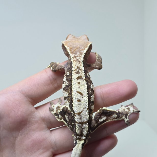 트라이 카푸치노