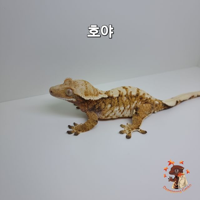 트라이 익스트림할리퀸