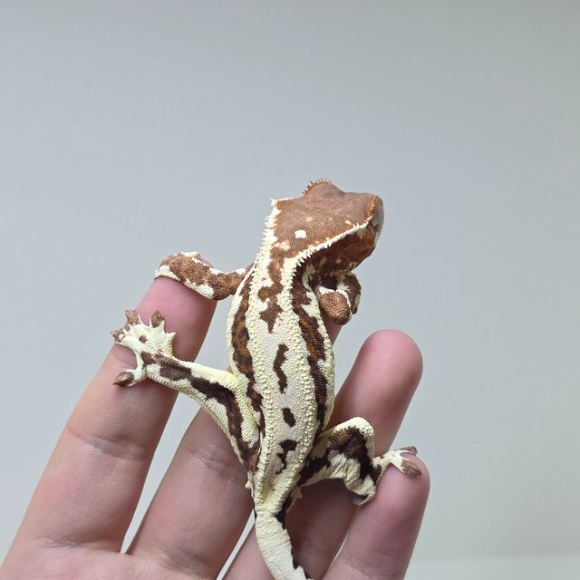 레드 프라푸치노