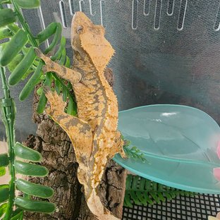 트라이