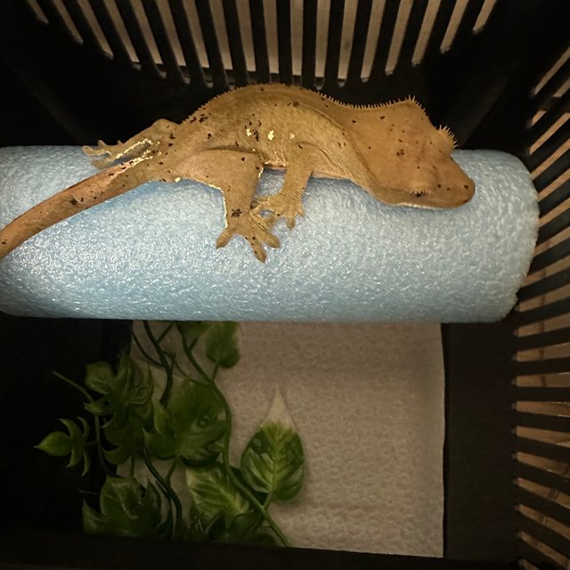 달마시안 화이트포트홀 챠콜