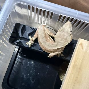 팬텀 릴리화이트 레드