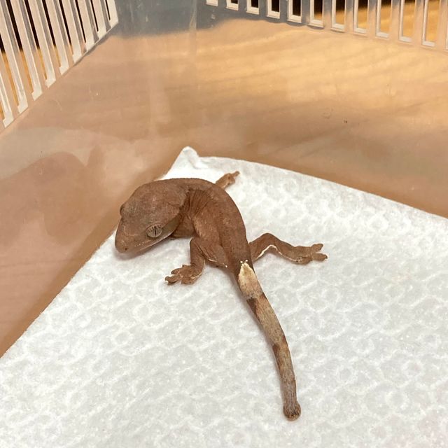 노멀 바이 레드