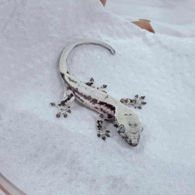 릴리 세이블 아잔틱