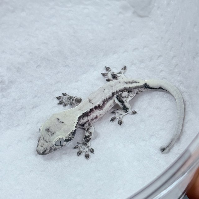 릴리 세이블 아잔틱