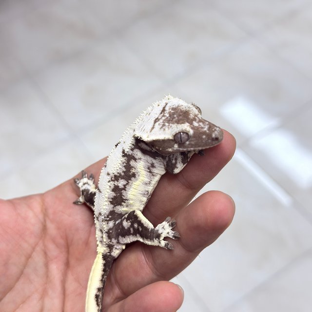 릴리 세이블 아잔틱