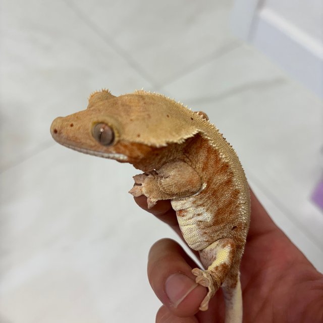 릴리화이트 팬텀 레드