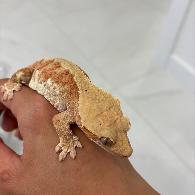 릴리화이트 팬텀 레드