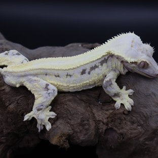 릴리화이트 풀핀 솔리드백