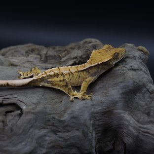 익스트림할리퀸 트라이