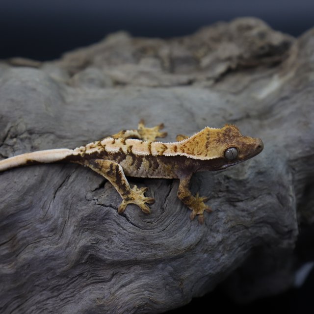 노멀 트라이 익스트림할리퀸 텐저린