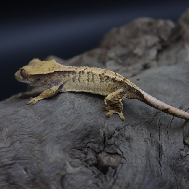 익스트림할리퀸 트라이