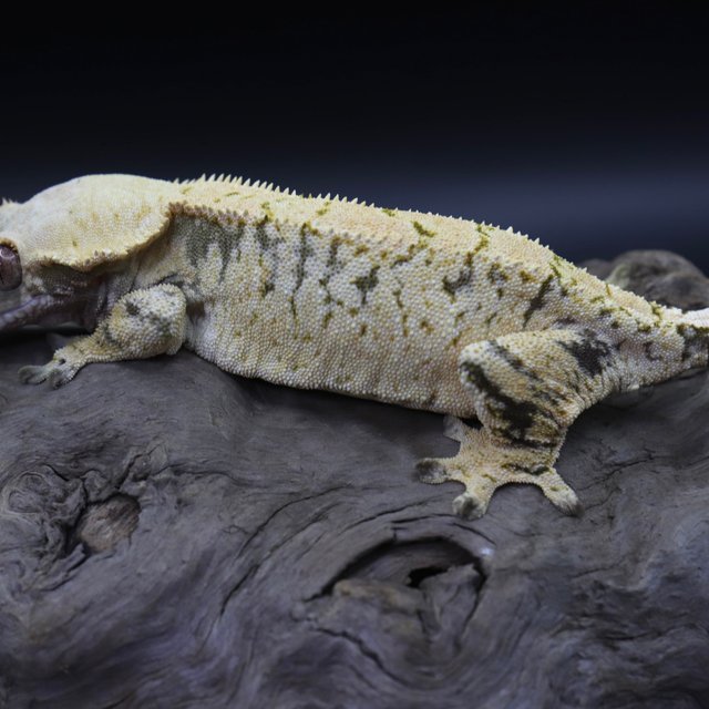 노멀 익스트림할리퀸