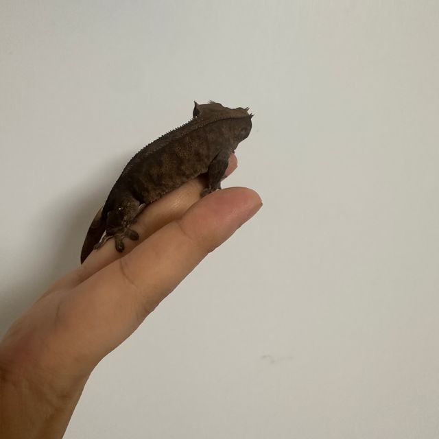 팬텀 벅스킨 다크