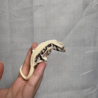 릴리화이트 솔리드백