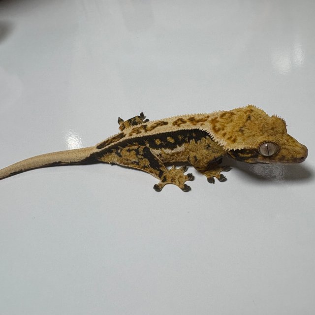 쿼드 풀핀 핀스트라이프 트라이