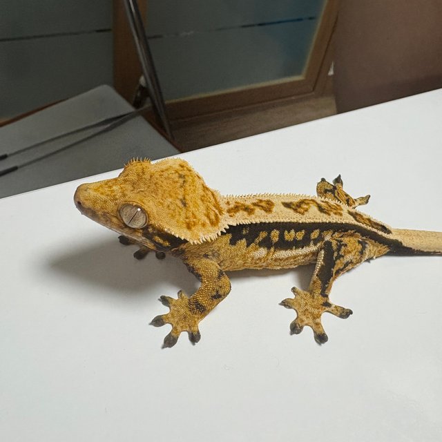 쿼드 풀핀 핀스트라이프 트라이