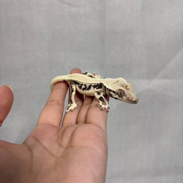 릴리화이트 솔리드백