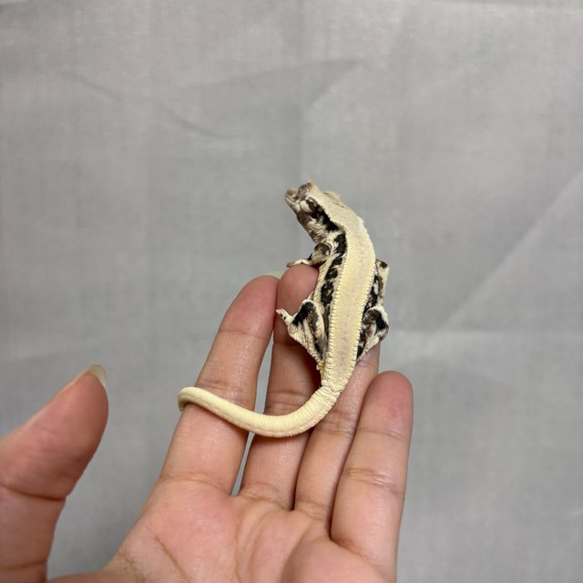 릴리화이트 솔리드백