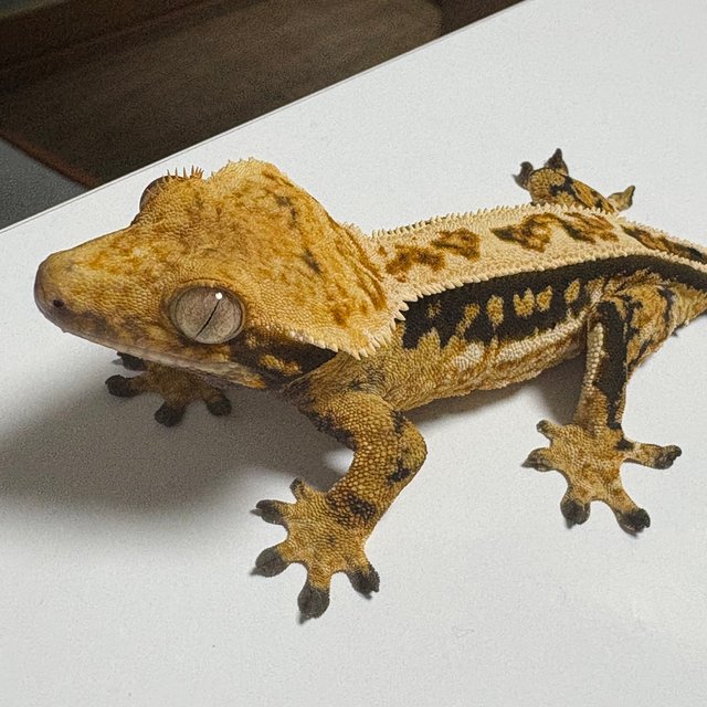 쿼드 풀핀 핀스트라이프 트라이