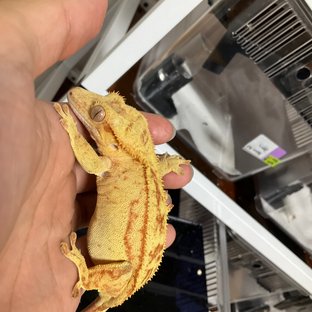 카푸치노 레드 바이 스트로베리