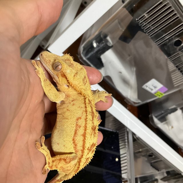 카푸치노 레드 바이 스트로베리