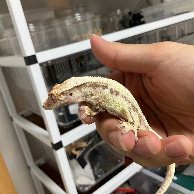 카푸치노 레드 바이 스트로베리