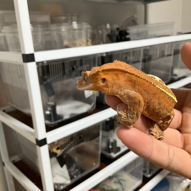 카푸치노 레드 바이 스트로베리