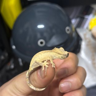 옐로우 브린들