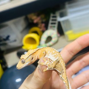 텐저린 익스트림할리퀸 노멀