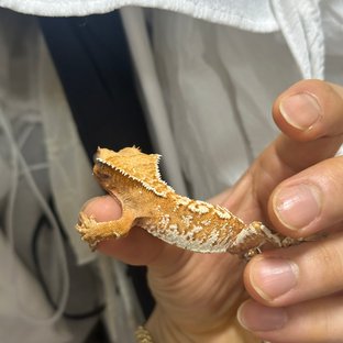 트라이 익스트림할리퀸 텐저린