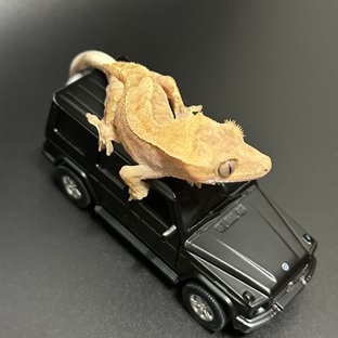 크림 카푸치노