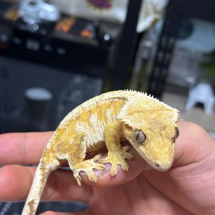 크림시클