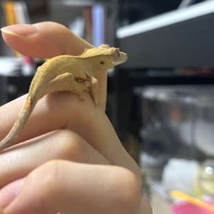 벅스킨 옐로우