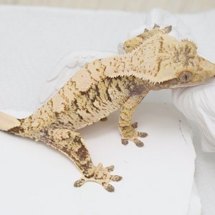 노멀 트라이 익스트림할리퀸